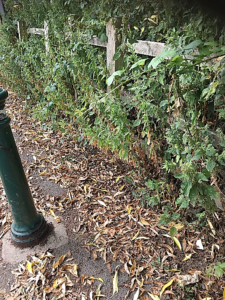 Photo shows a cycle path surface covered in fallen leaves. There is a bollard on the left side of the photo, with a fence on the right. Vegetation growth through the fence including a long bramble strand and nettles have closed the access gap between bollard and fence for many Disabled users and anyone unable to push the plants out of their way.